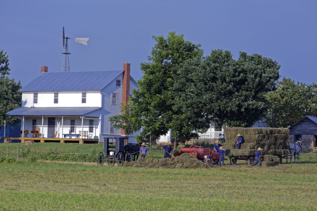 Amish and Mennonite of Tennessee getting hay. Amish and Mennonite of Tennessee getting hay.