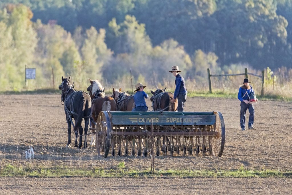 Amish and Mennonite of Tennessee family planting. Amish and Mennonite of Tennessee family planting.