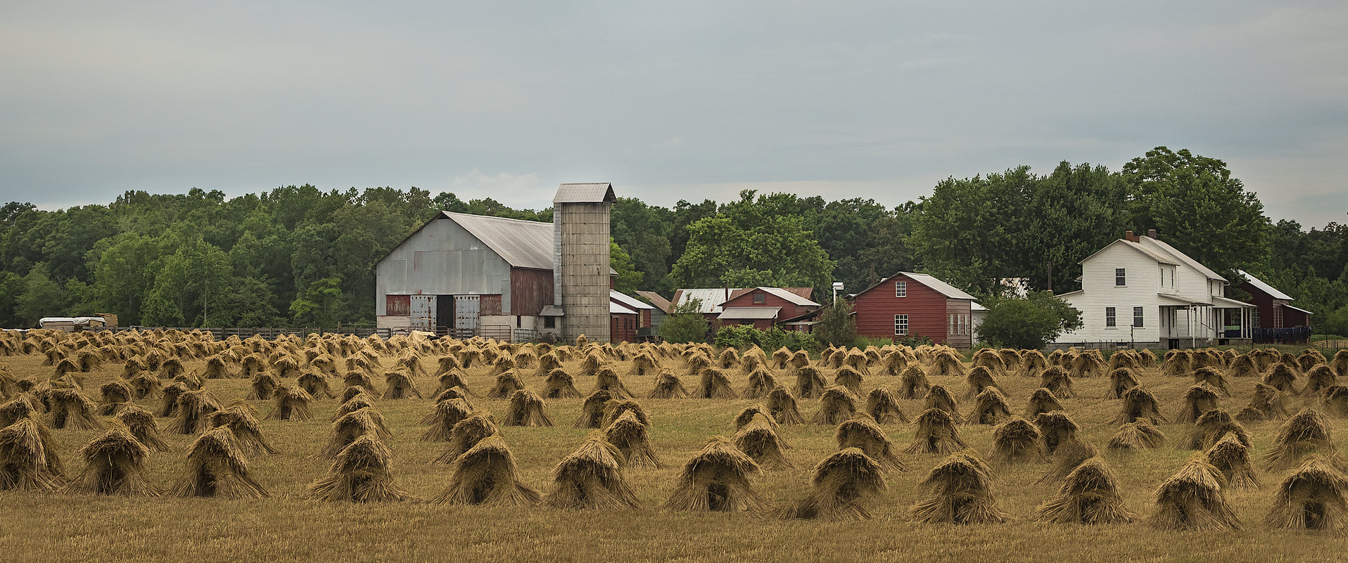 amish of ethridge tn farm with wheat rows amish of ethridge tn farm with wheat rows