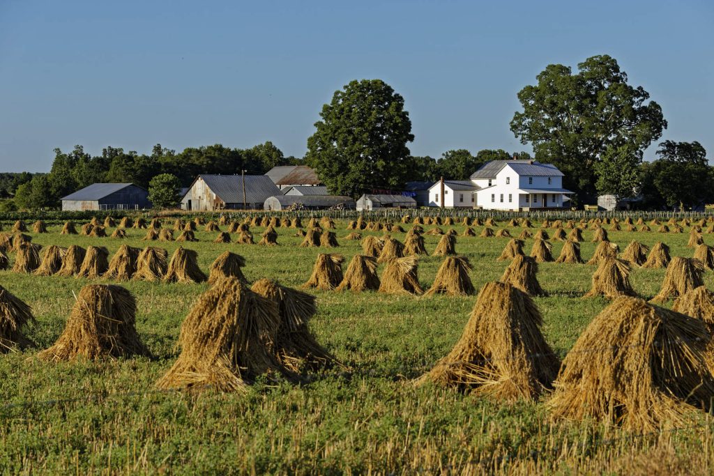 Amish and Mennonite of Tennessee wheat mounds. Amish and Mennonite of Tennessee wheat mounds.