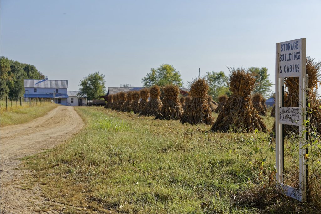 Amish and Mennonite of Tennessee corn rows. Amish and Mennonite of Tennessee corn rows.